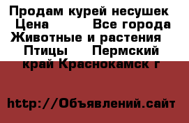 Продам курей несушек › Цена ­ 350 - Все города Животные и растения » Птицы   . Пермский край,Краснокамск г.